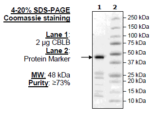 CBL-B, His-Avi-Tag Recombinant – Figure 1 of 1