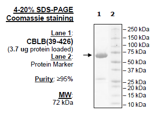 CBL-B, GST-Tag (Human) Recombinant – Figure 1 of 2