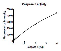 Caspase3, His-Tag Recombinant – Figure 1 of 2