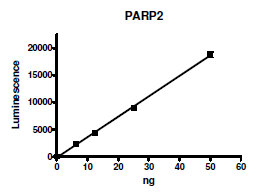PARP2, GST-tag Recombinant – Figure 1 of 2