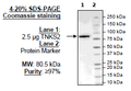 Tankyrase 2 (PARP5B), GST-Tag Recombinant – Figure 1 of 2
