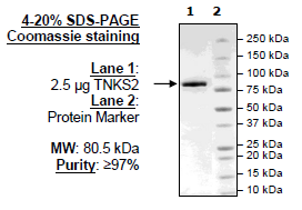 Tankyrase 2 (PARP5B), GST-Tag Recombinant – Figure 1 of 2