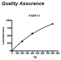 PARP11, GST-Tag, His-Tag Recombinant – Figure 1 of 2