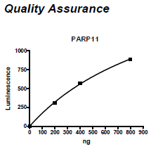 PARP11, GST-Tag, His-Tag Recombinant – Figure 1 of 2