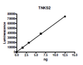 Tankyrase 2 (PARP5B) [849-1166], GST-tag Recombinant – Figure 1 of 4