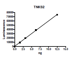 Tankyrase 2 (PARP5B) [849-1166], GST-tag Recombinant – Figure 1 of 4