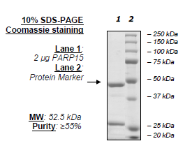 PARP15, GST-tag Recombinant – Figure 1 of 2