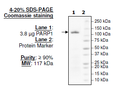 PARP1, FLAG-Avi-tag Recombinant – Figure 1 of 2