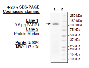 PARP1, FLAG-Avi-tag Recombinant – Figure 1 of 2
