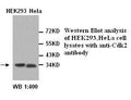 Anti-CDK2 Antibody – Figure 1 of 1