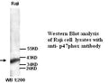 Anti-p47phox Antibody – Figure 1 of 1