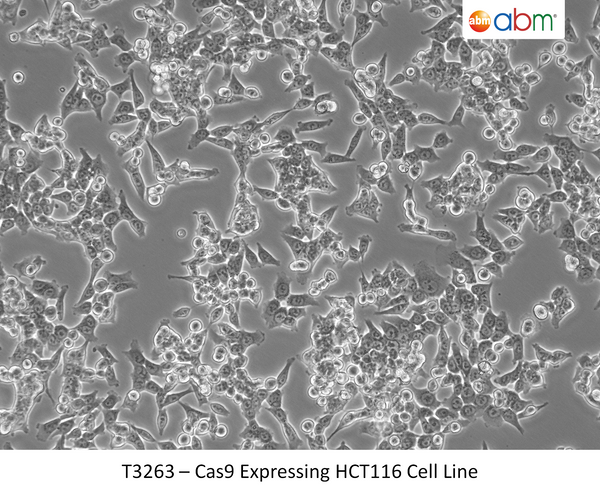Cas9 Expressing HCT116 Cell Line | Applied Biological Materials (abm)