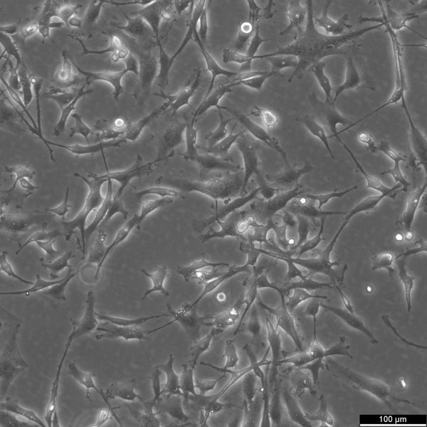 8305C cell