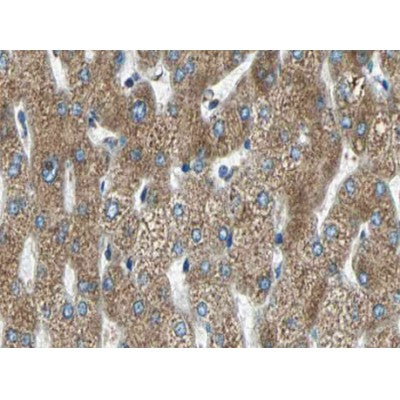 MMP11 Antibody - Figure 1 of 6