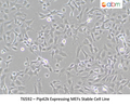 Pip42k Expressing MEFs Stable Cell Line – Figure 1 of 1