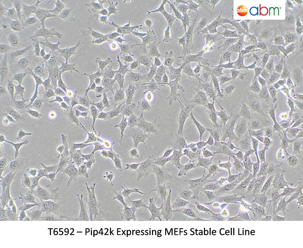 Pip42k Expressing MEFs Stable Cell Line – Figure 1 of 1