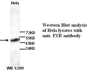 Anti-FXR Antibody – Figure 1 of 1