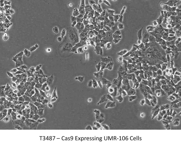 Cas9 Expressing UMR-106 Cell Line | Applied Biological Materials (abm)