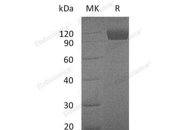 Recombinant Mouse TYRO3/DTK Protein (Fc Tag) – Figure 1 of 2