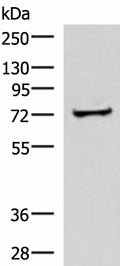 ZNF263 Polyclonal Antibody – Figure 1 of 3
