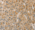 MIP Polyclonal Antibody – Figure 1 of 3