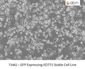 GFP Expressing EO771 Stable Cell Line | Applied Biological Materials (abm)