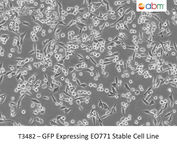 GFP Expressing EO771 Stable Cell Line | Applied Biological Materials (abm)