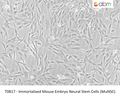 Immortalized Mouse Embryo Neural Stem Cells (MuNSC) | Applied Biological Materials (abm)