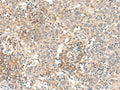 SLC40A1 Polyclonal Antibody – Figure 1 of 2
