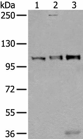 USO1 Polyclonal Antibody – Figure 1 of 4