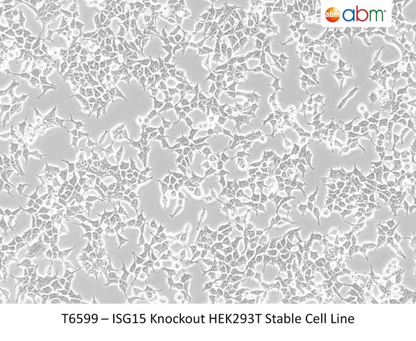 ISG15 Knockout HEK293T Stable Cell Line | Applied Biological Materials (abm)