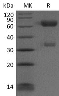 Recombinant Cynomolgus PD-1/CD279/PDCD1 Protein (Fc Tag) – Figure 1 of 2