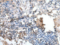 PPP1R15A Polyclonal Antibody – Figure 1 of 2