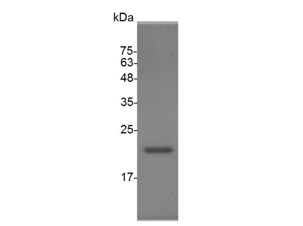 Recombinant Mouse Interleukin-33/IL-33 Protein – Figure 1 of 2