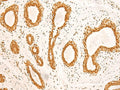 ZNF471 Polyclonal Antibody – Figure 1 of 3