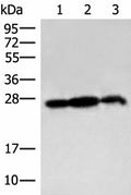 PDAP1 Polyclonal Antibody – Figure 1 of 3