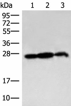 PDAP1 Polyclonal Antibody – Figure 1 of 3