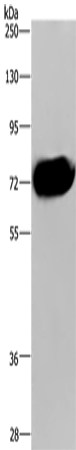 CDC16 Polyclonal Antibody – Figure 1 of 4