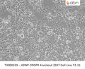 ADNP CRISPR Knockout 293T Cell Line – Figure 1 of 1