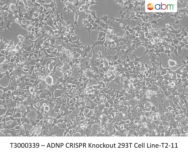 ADNP CRISPR Knockout 293T Cell Line – Figure 1 of 1