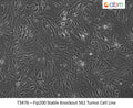 Fip200 Stable Knockout 562 Tumor Cell Line | Applied Biological Materials (abm)