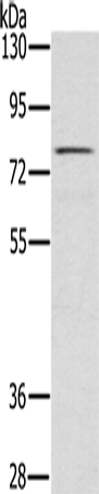 TAB3 Polyclonal Antibody – Figure 1 of 4