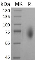 Recombinant Mouse CD86/B7-2 Protein (Fc Tag) – Figure 1 of 2