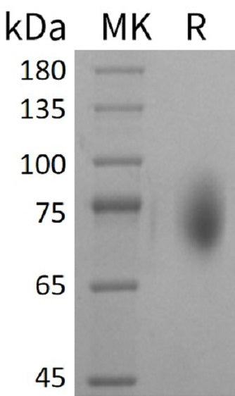 Recombinant Mouse CD86/B7-2 Protein (Fc Tag) – Figure 1 of 2