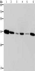 EMD Polyclonal Antibody – Figure 1 of 2