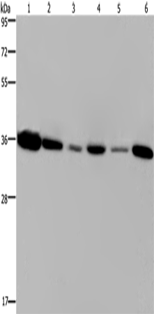 EMD Polyclonal Antibody – Figure 1 of 2