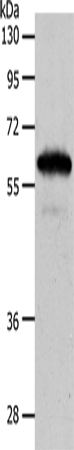 INA Polyclonal Antibody – Figure 1 of 2