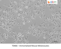 Immortalized Mouse Melanocytes – Figure 1 of 1