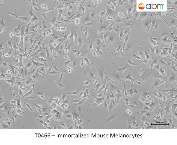 Immortalized Mouse Melanocytes – Figure 1 of 1