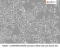 rs10993994 CRISPR Knockout LNCaP Cell Line (Clone A3) | Applied Biological Materials (abm)